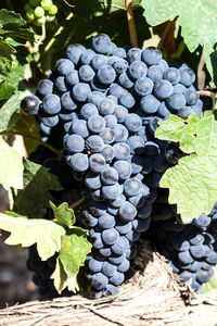 High angle view of grapes growing in vineyard