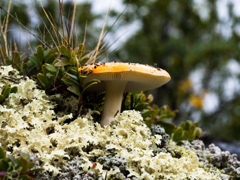 Close-up of mushroom growing outdoors