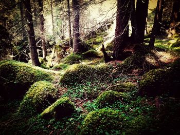 Trees growing in forest