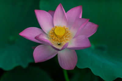 Close-up of pink water lily blooming outdoors