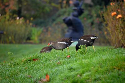 Birds in londons regents park