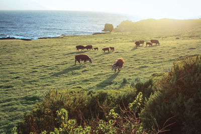 Horses grazing on field