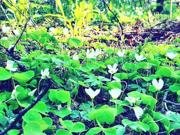 High angle view of plant growing on field
