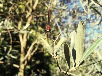 Close-up of spider on web