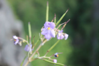 Close-up of small purple flower