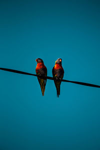 Low angle view of birds perching on cable against clear blue sky