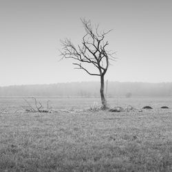 Bare tree on landscape against clear sky