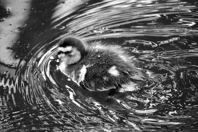 Side view of a young bird in rippled water