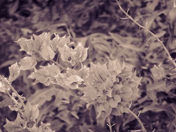 Close-up of flowers