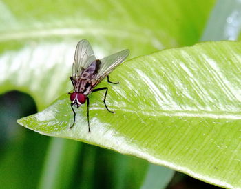 insect
