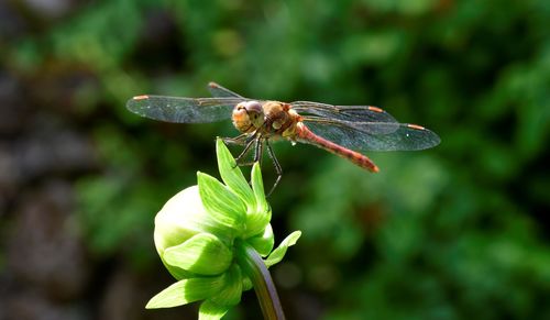 Close-up of insect on plant