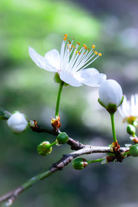 Close-up of white flowering plant