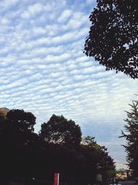 Trees against sky