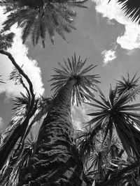 Low angle view of palm trees against sky