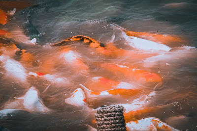 High angle view of fish swimming in lake