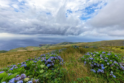 Scenic view of purple flowering plants on land against sky