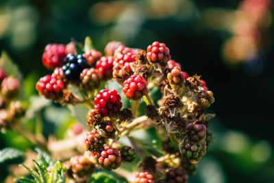 Close-up of red berries growing on plant