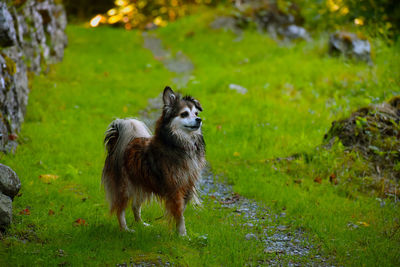 Dog looking proud