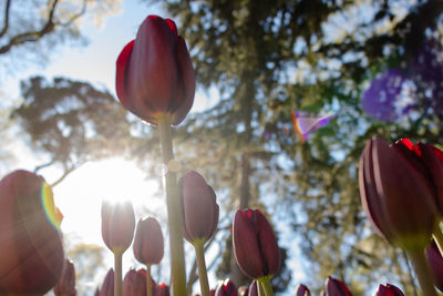 Close-up of red tulips against trees