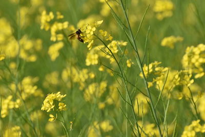 Bee pollinating on yellow flower