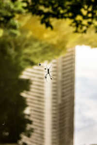 Close-up of spider flying