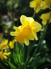 Close-up of yellow daffodil blooming outdoors