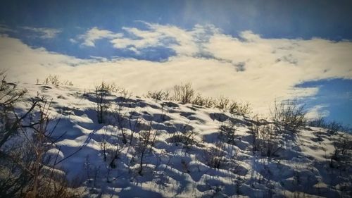 Trees on snow covered landscape against sky