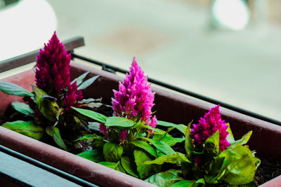 Close-up of pink flowers