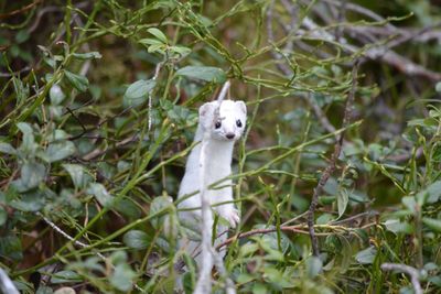 Close-up portrait of cat