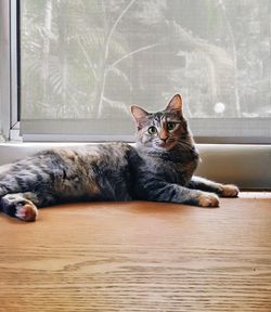 Portrait of cat sitting on window