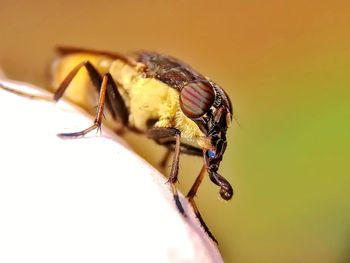 Close-up of fly