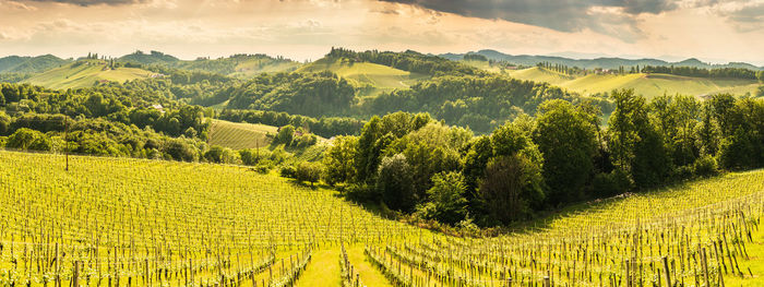 Scenic view of vineyard against sky