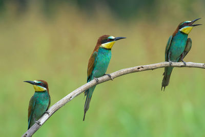 Close-up of bee-eaters perching on branch