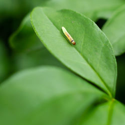 Close-up of insect on leaf