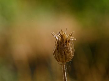 Close-up of plant