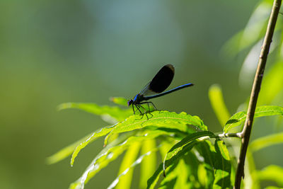 Close-up of a dragonfly on leaf