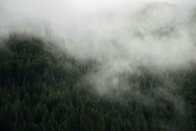 Trees in forest against sky