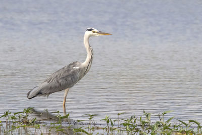 Gray heron standing in lake