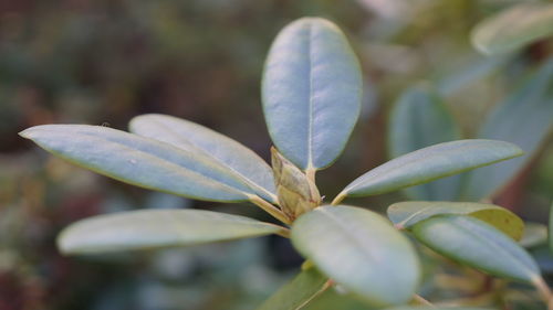 Close-up of flower