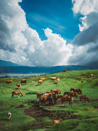 Horses and cows standing on field against sky