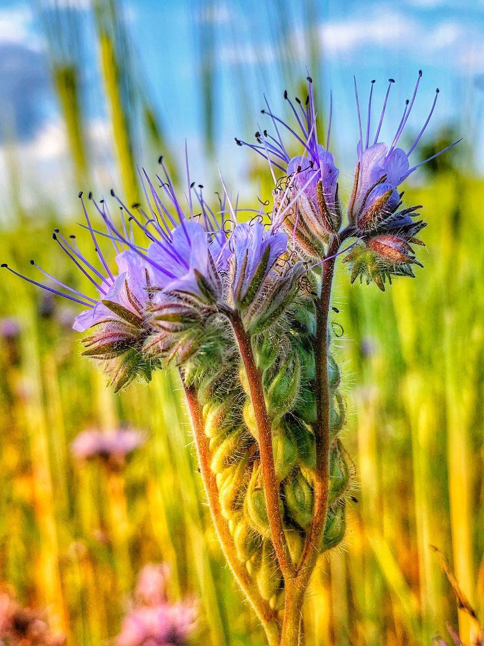 CLOSE-UP OF PURPLE FLOWERING PLANTS