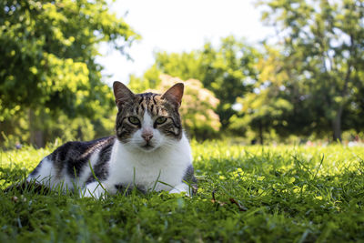 Portrait of a cat on field