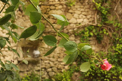 Close-up of berries growing on tree