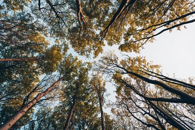 Low angle view of trees against sky during autumn