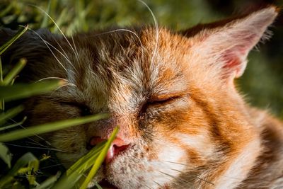 Close-up of cat