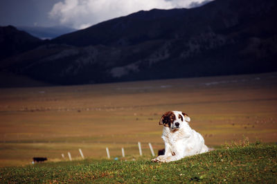 A lovely white sheepdog lies on the beautiful green grassland