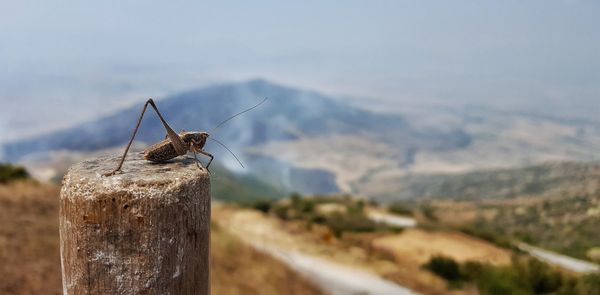 Close-up of insect perching on mountain