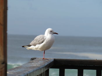 Seagull perching on wooden post