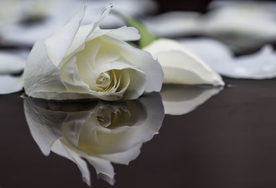 Close-up of white rose