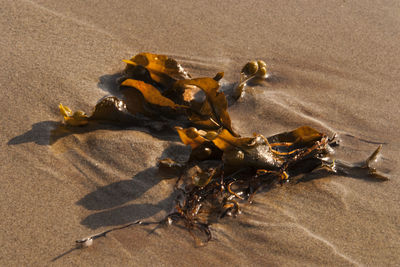Seaweed on sand